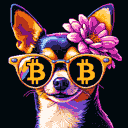 BTC Shades chihuahua