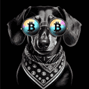 BTC Shades dachshund