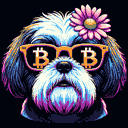 BTC Shades shih tzu